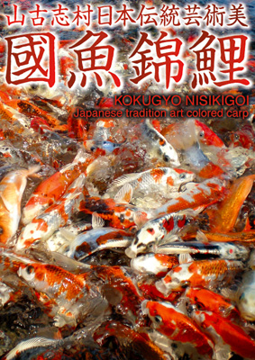 國魚錦鯉